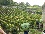 Picking the grapevines in St. Emilion, France